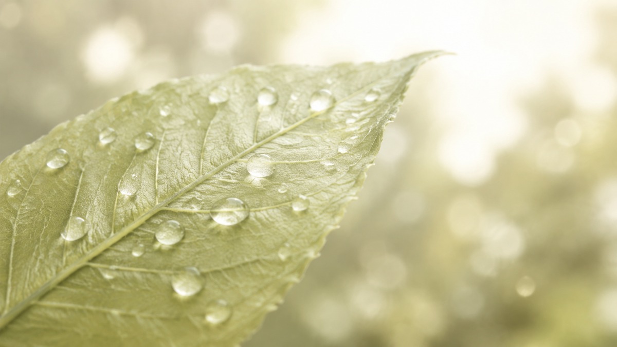 雨上がりの葉に載って光を弾く水滴。同じ天気でも受け取り方は選べるイメージ