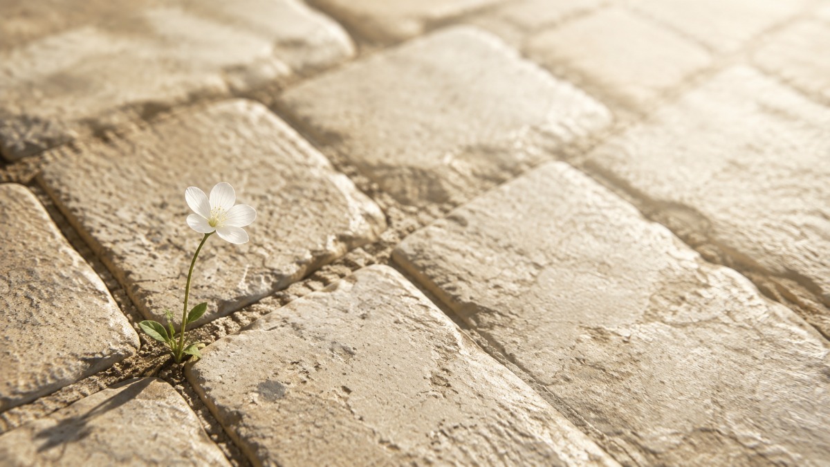 石畳の隙間から一本だけ咲いた小さな草花。思いがけない出会いのイメージ